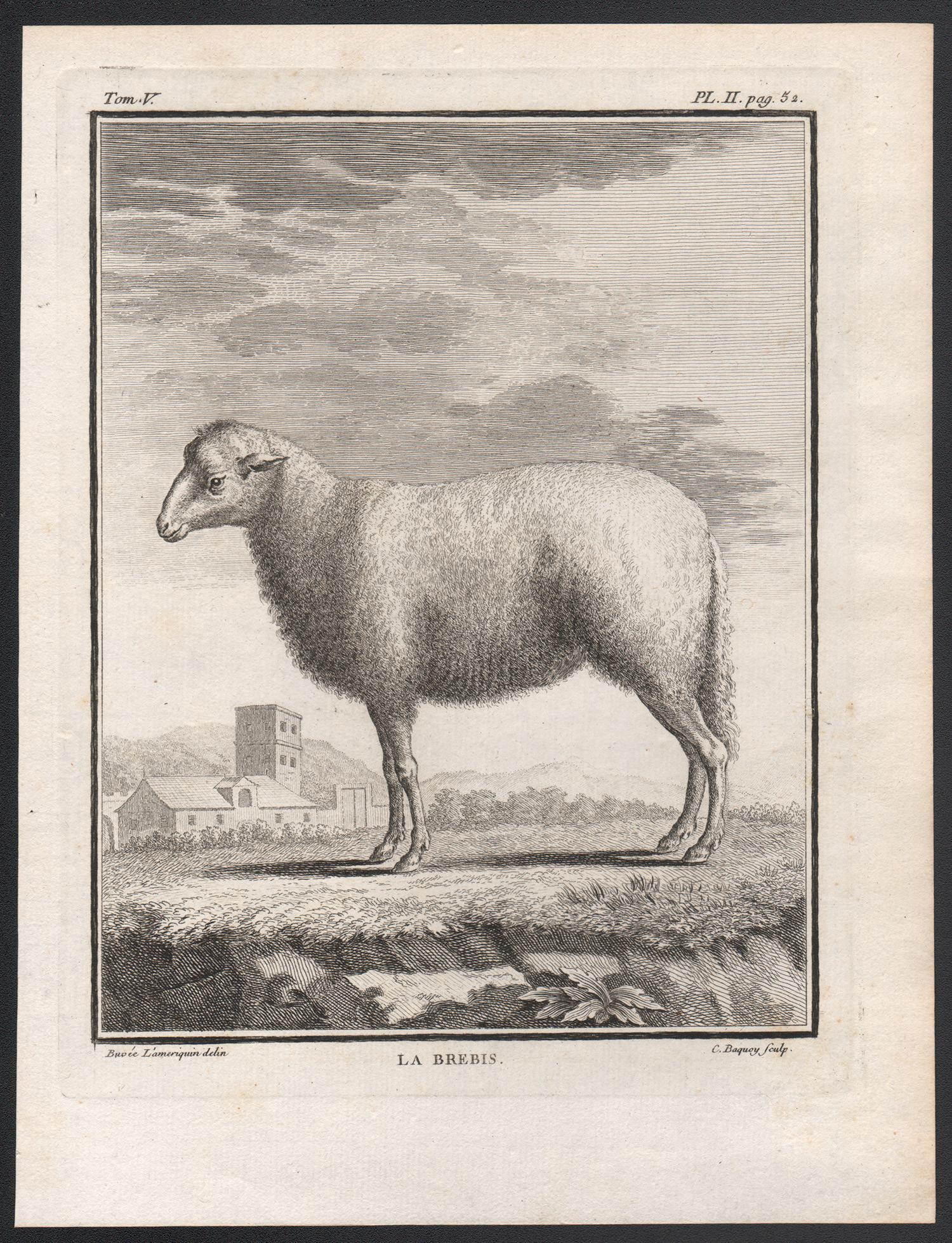 La Brebis, antique French 1760s sheep engraving - Print by Buvee Lameriquin