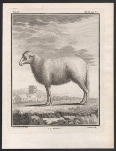 La Brebis, antique French 1760s sheep engraving