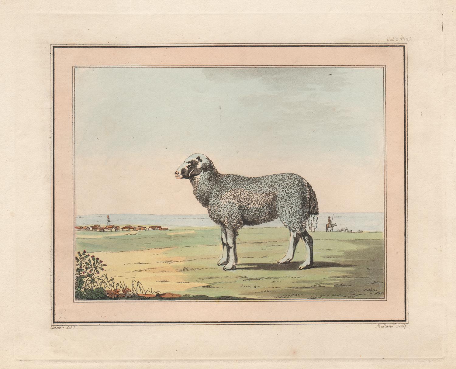 Sheep by coast, antique colour aquatint engraving, circa 1800
