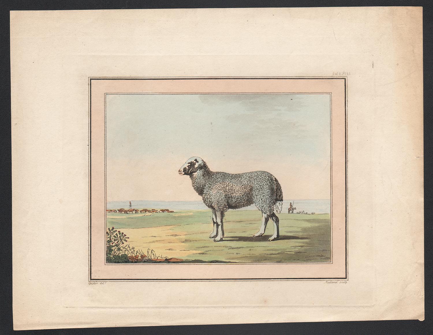 Sheep by coast, antique colour aquatint engraving, circa 1800 - Print by Thomas Medland after Christian-Gottlieb Geissler