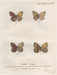 Four Esper Antique 18th century Butterfly engraving with original hand-colouring