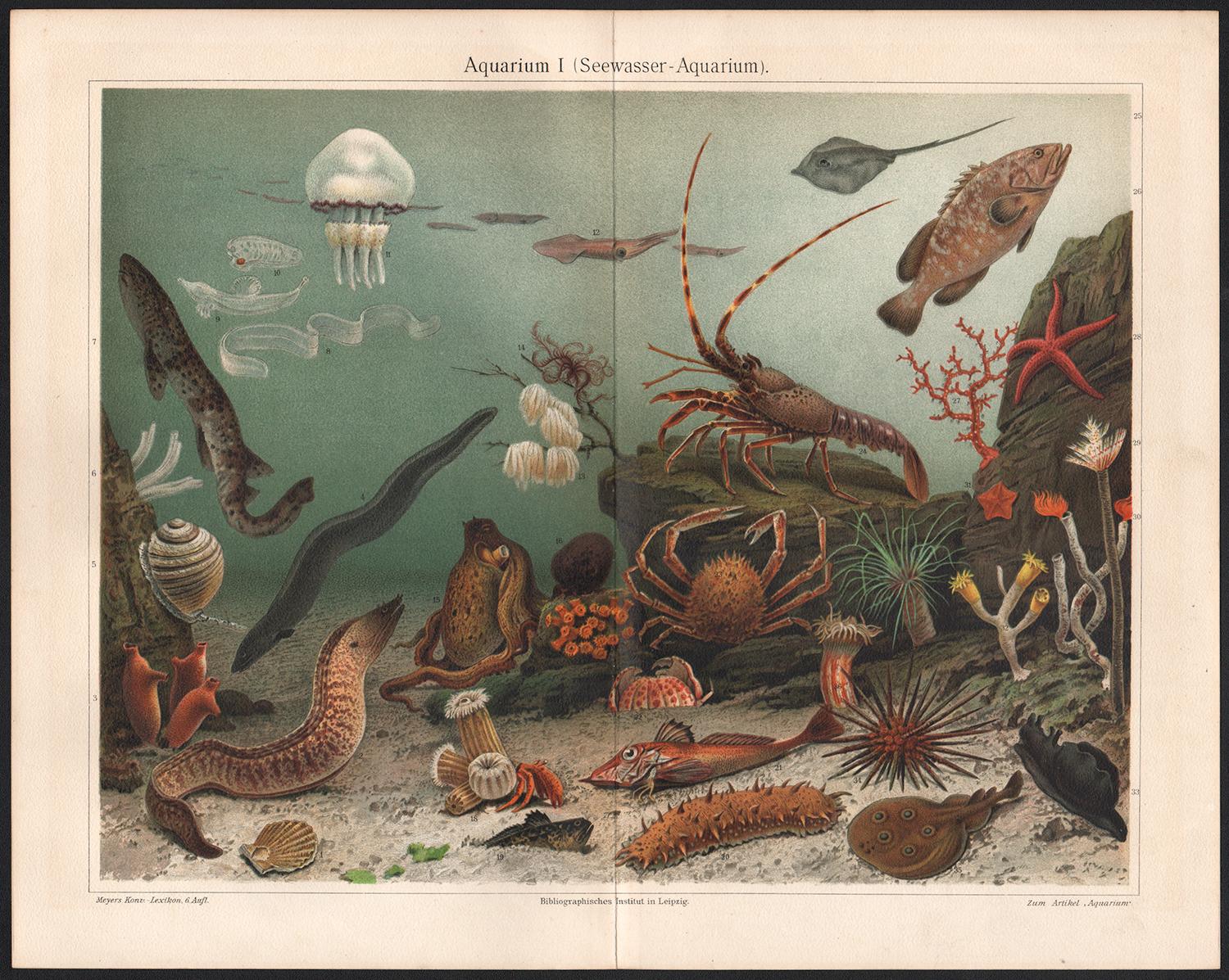 Aquarium, antique German sea life chromolithograph print - Print by Walter Hood Fitch