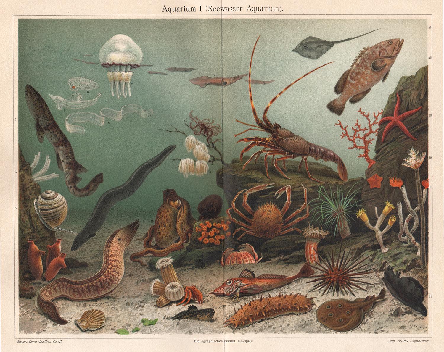 Walter Hood Fitch Animal Print - Aquarium, antique German sea life chromolithograph print
