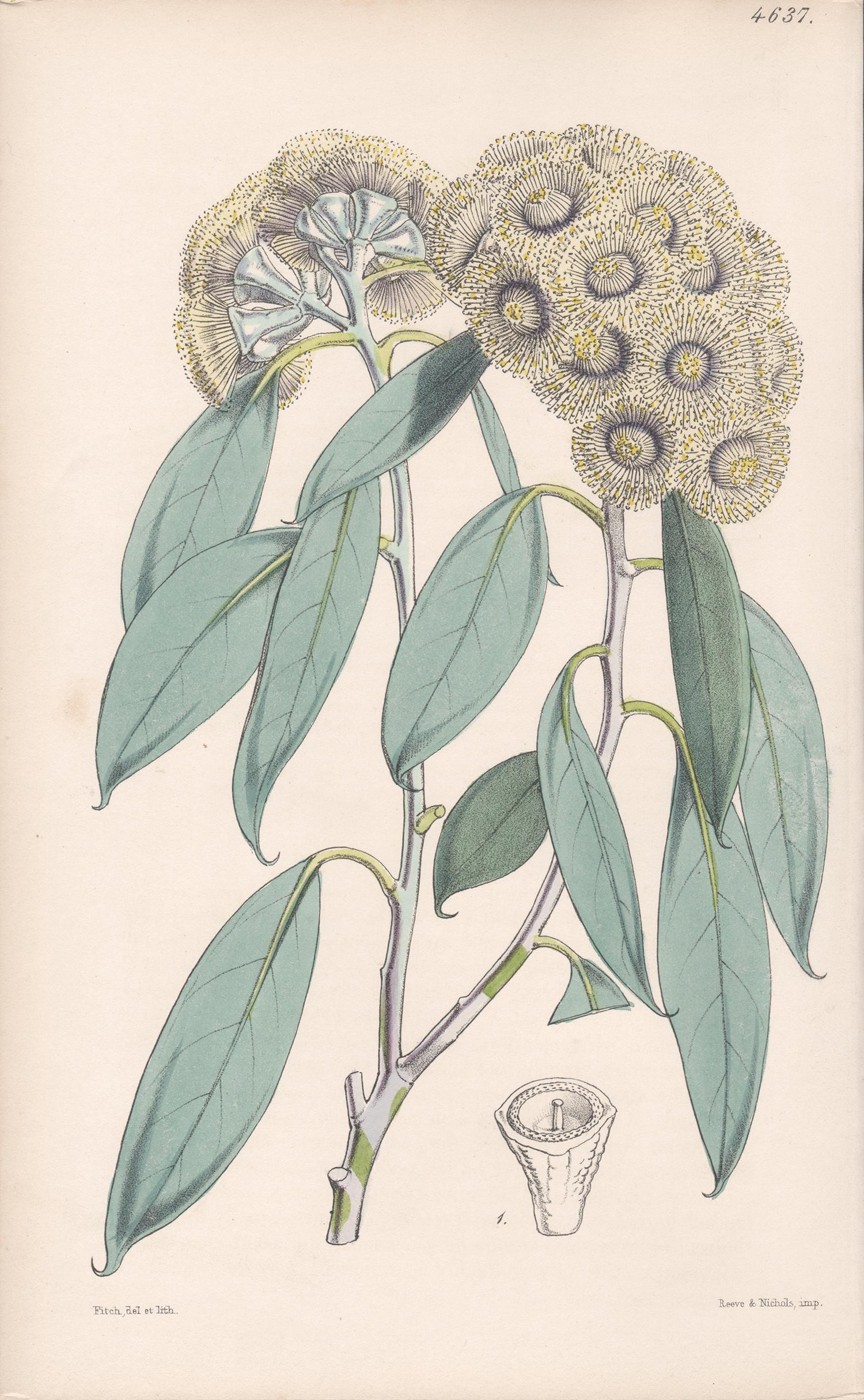 Walter Hood Fitch Still-Life Print - Eucalyptus Coccifera, antique botanical Australian flower lithograph print