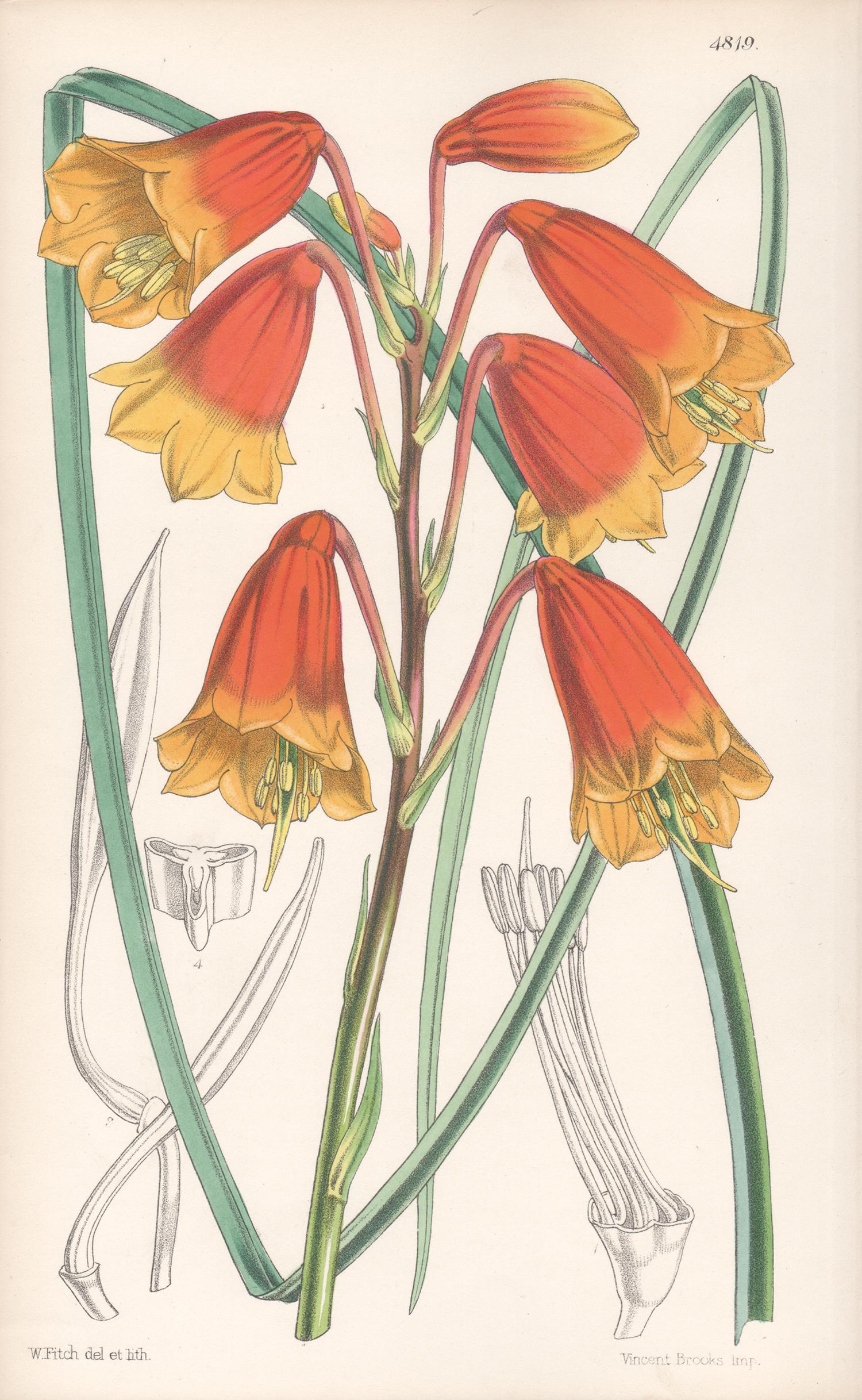 Blandfordia Flammea, antique botanical Australian flower lithograph print