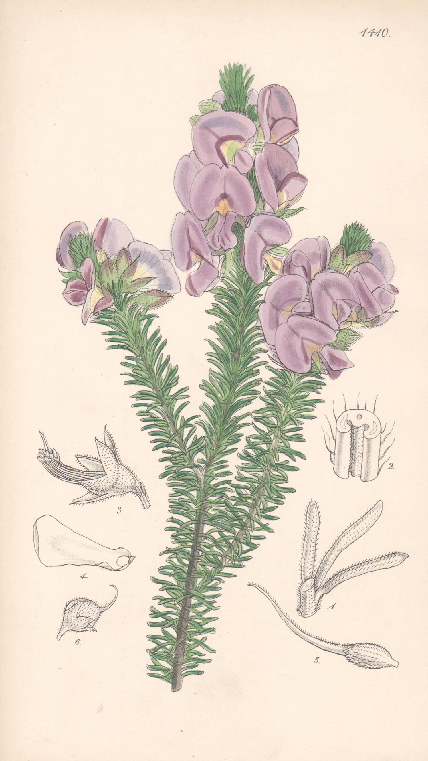 Walter Hood Fitch Still-Life Print – Burtonia Villosa, antiker botanischer australischer Blumenlithographiedruck