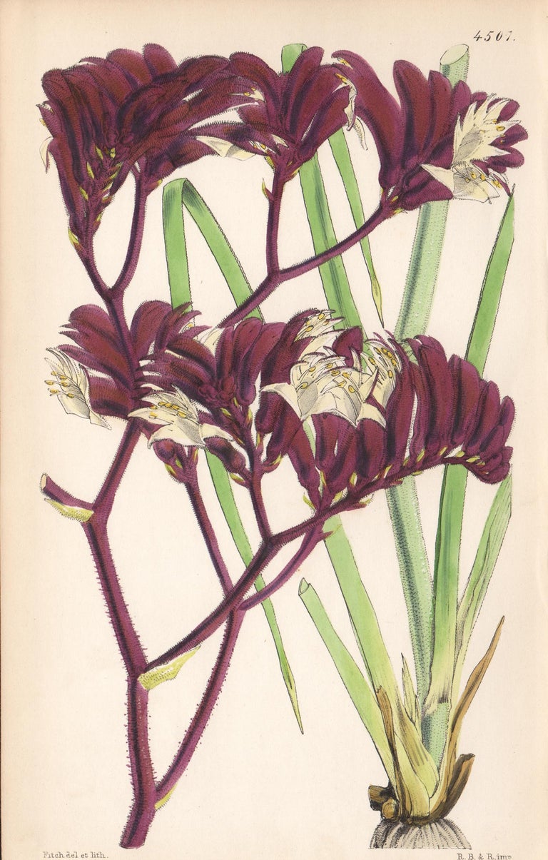 Walter Hood Fitch Still-Life Print - Anigozanthus tyrianthina, antique botanical Australian flower lithograph print