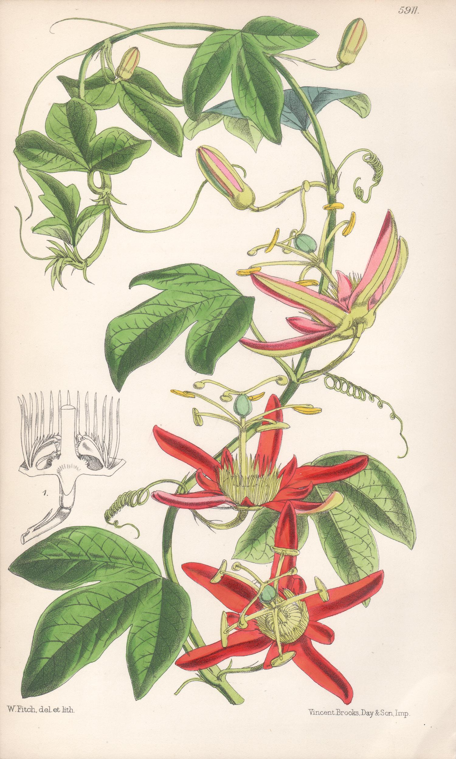Still-Life Print Walter Hood Fitch - Passiflora Cinnabarina, ancienne lithographie de fleurs botaniques australiennes