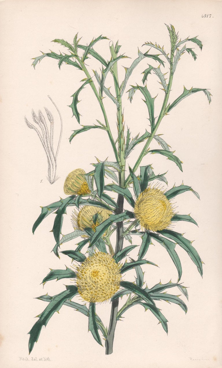 Walter Hood Fitch Still-Life Print - Dryandra Carduacea, antique botanical Australian flower lithograph print
