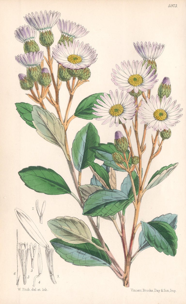 Walter Hood Fitch Still-Life Print - Olearia Dentata, antique botanical Australian flower lithograph print