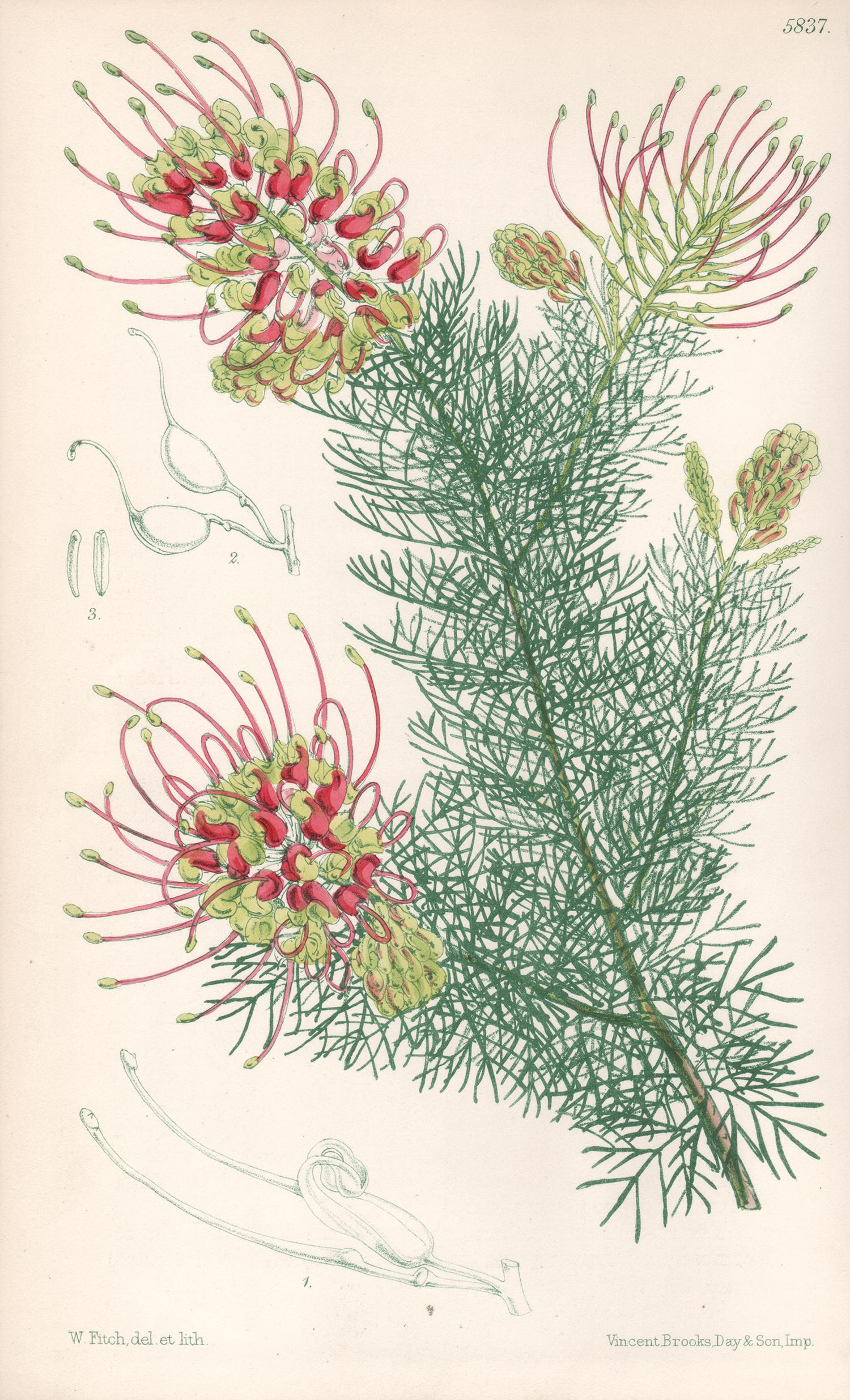 Grevillea Preissii, antique botanical Australian flower lithograph print