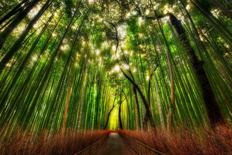 The Mist From The Tree Tops Fell On Me From Above And Behind Hdr Photograph