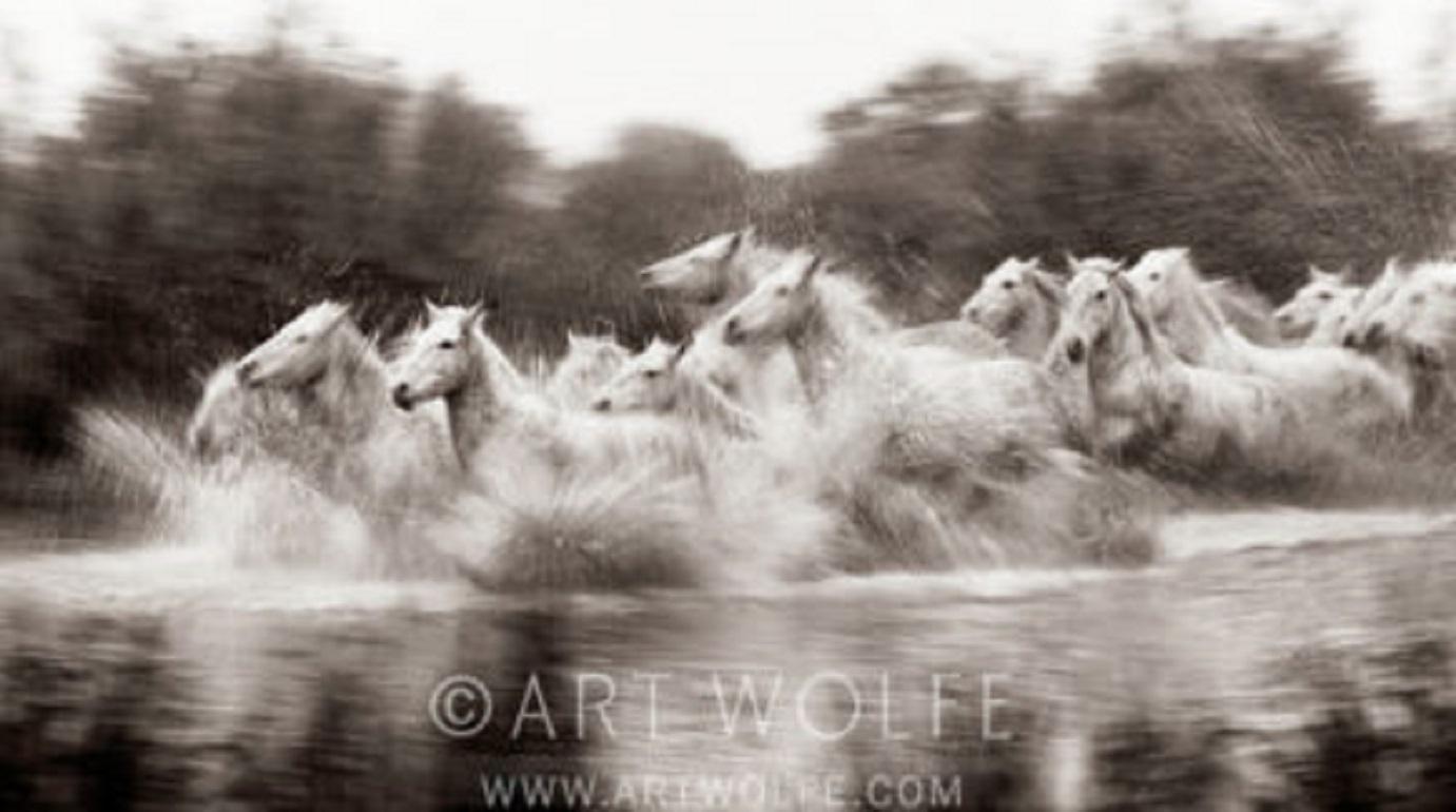 Limited Edition Fine Art Photography by Artist, Author and Photographer Art Wolfe.
Stunning portrait of Camargue Horses in full stride in Camargue, France.
Appropriately titled "Power and Grace" this image captures beauty and motion together.