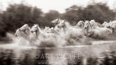 Power and Grace - Limited Edition of 100 - Horses of Camargue - Art Wolfe