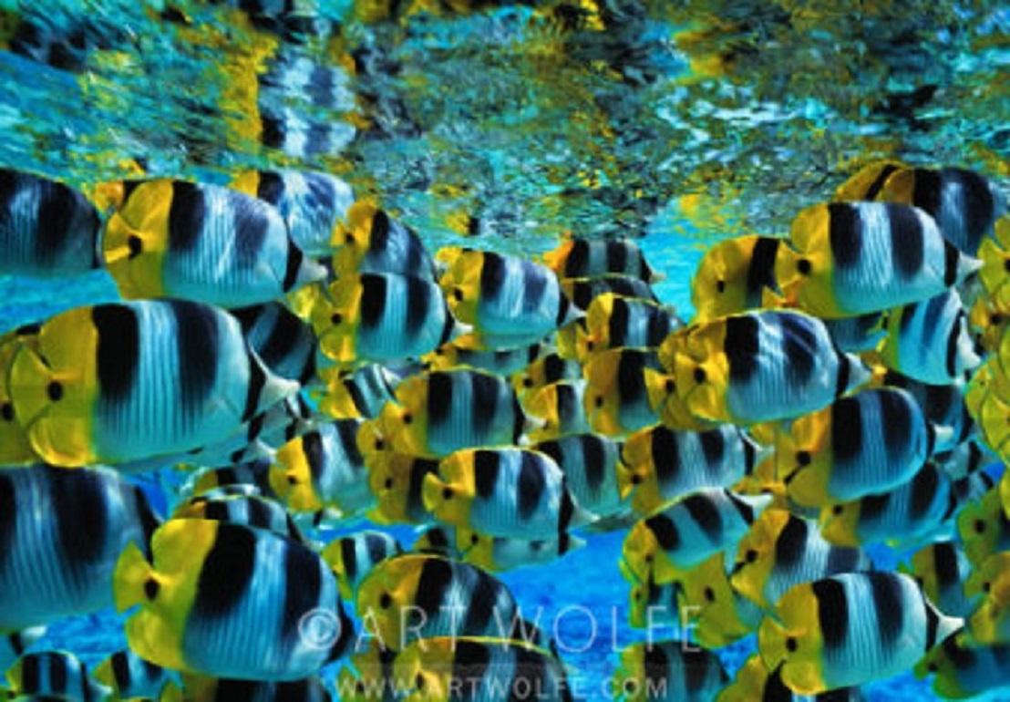 Pacific Double-Saddle Butterflyfish, Bora Bora
A school of Pacific double-saddle butterflyfish provides a pleasing contrast of color and form as they swim through the shallow aquamarine waters off Bora Bora. Coral reefs encircle Bora Bora, creating