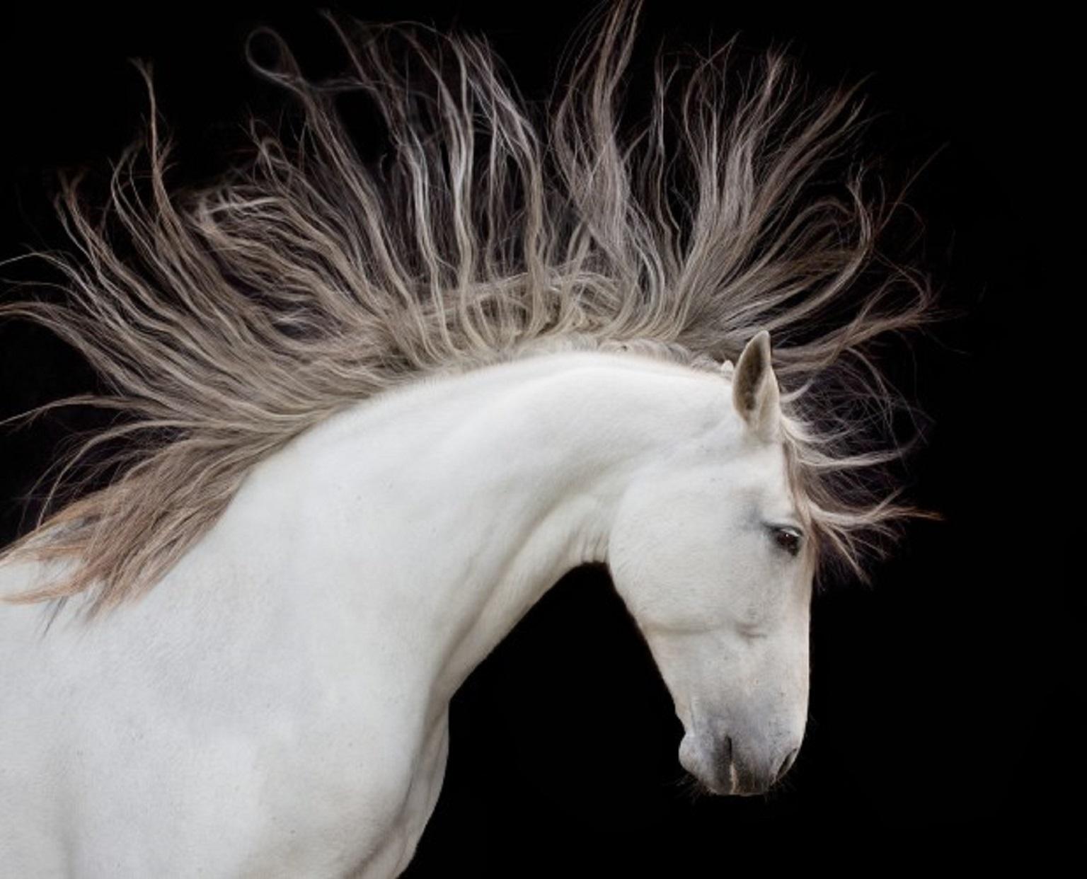 Art Wolfe Animal Print - Spirit Horse - Andalusian White Horse