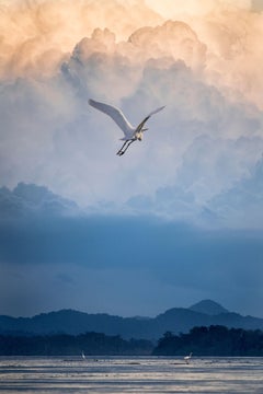 Flight of Fancy