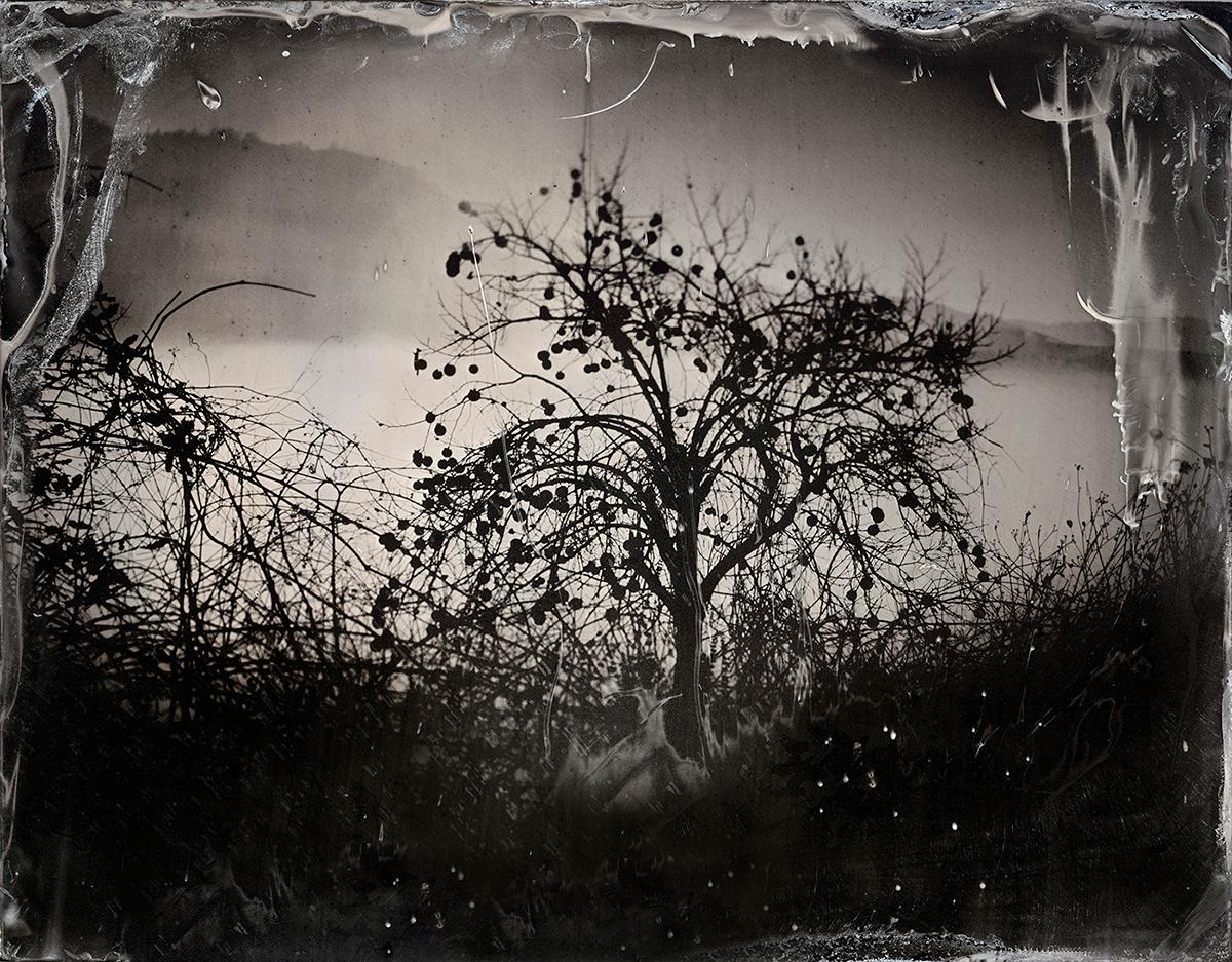 Fiona Annis Abstract Photograph - La Survivance des lucioles