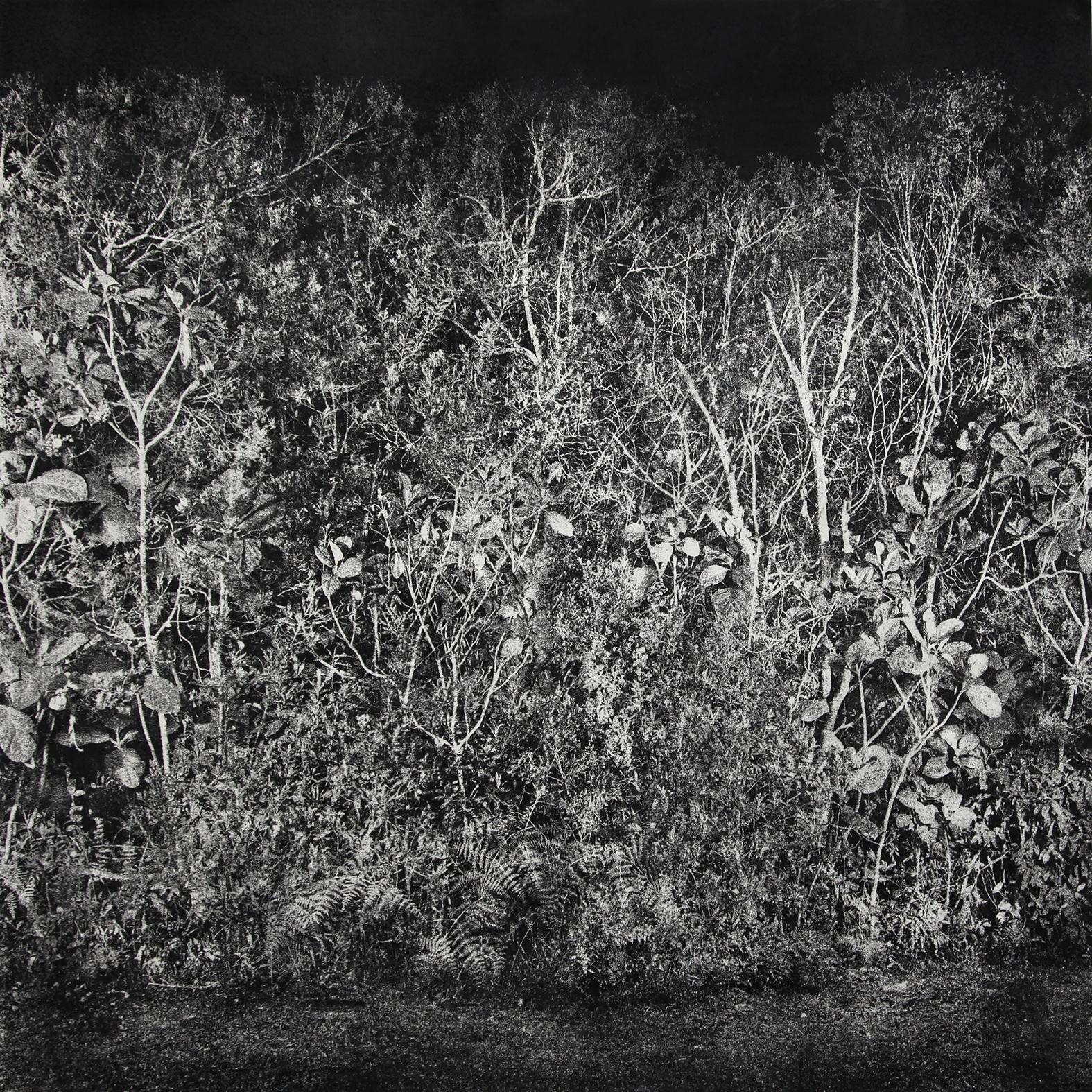 Tomás Ochoa Black and White Photograph - White Gardens II