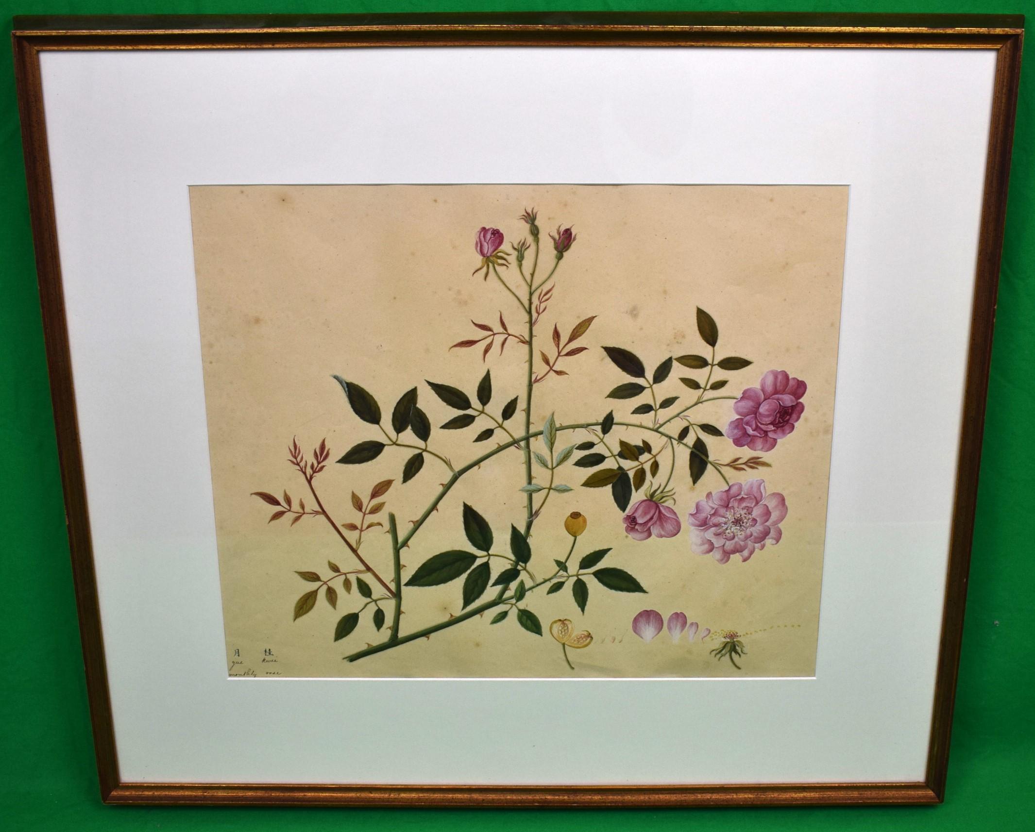 Monthly Rose Chinese Hand-Watercolour 19thc Painting - Art by Unknown