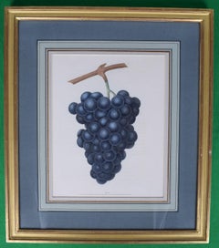 Antique George Brookshaw (1751-1823), Blue Muscadine Grape, PL XXXVIII