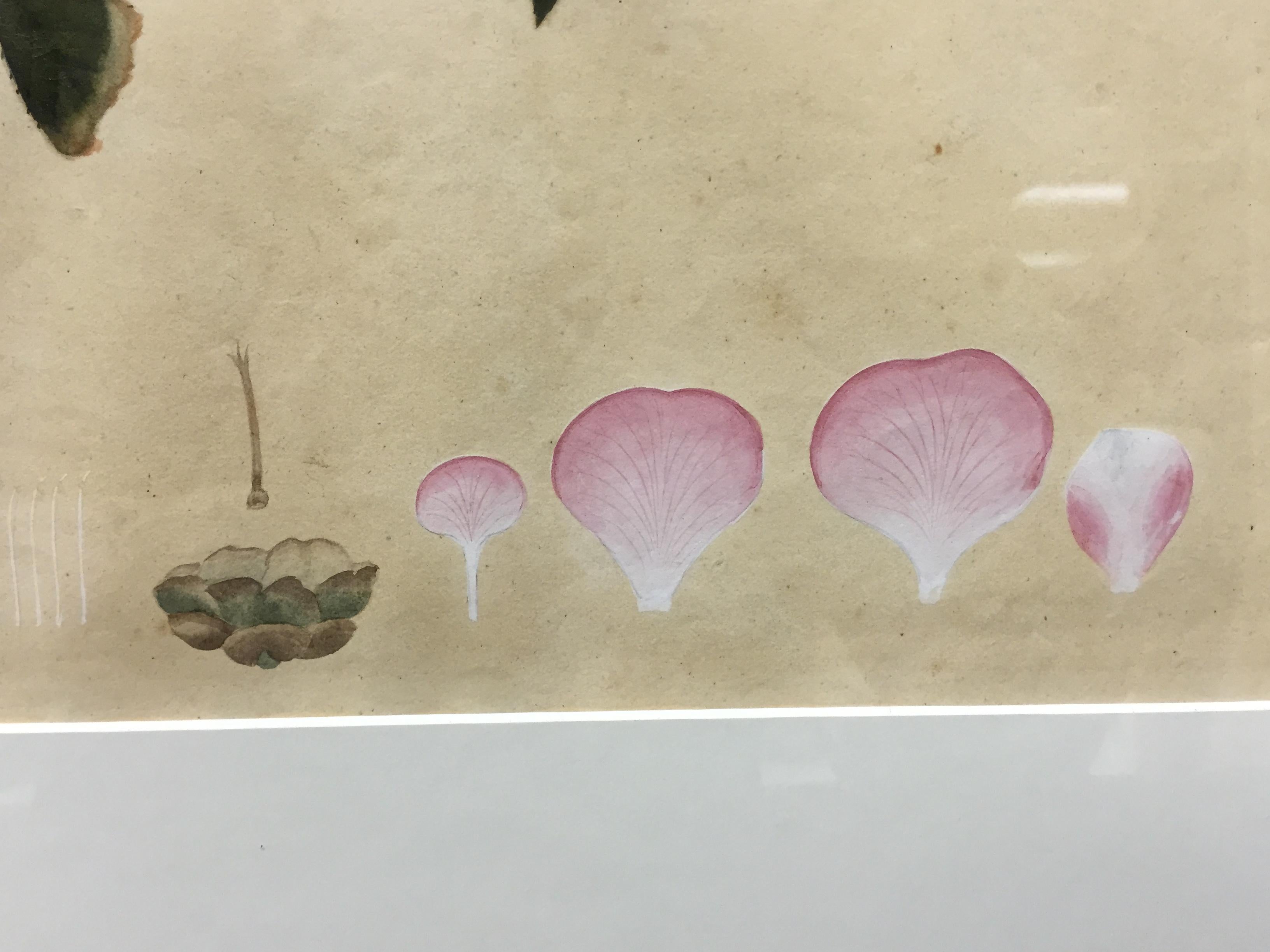 Belle aquarelle florale chinoise originale sur papier de riz représentant le 'Peach Red Camellia'.

Taille de l'image : 14 
