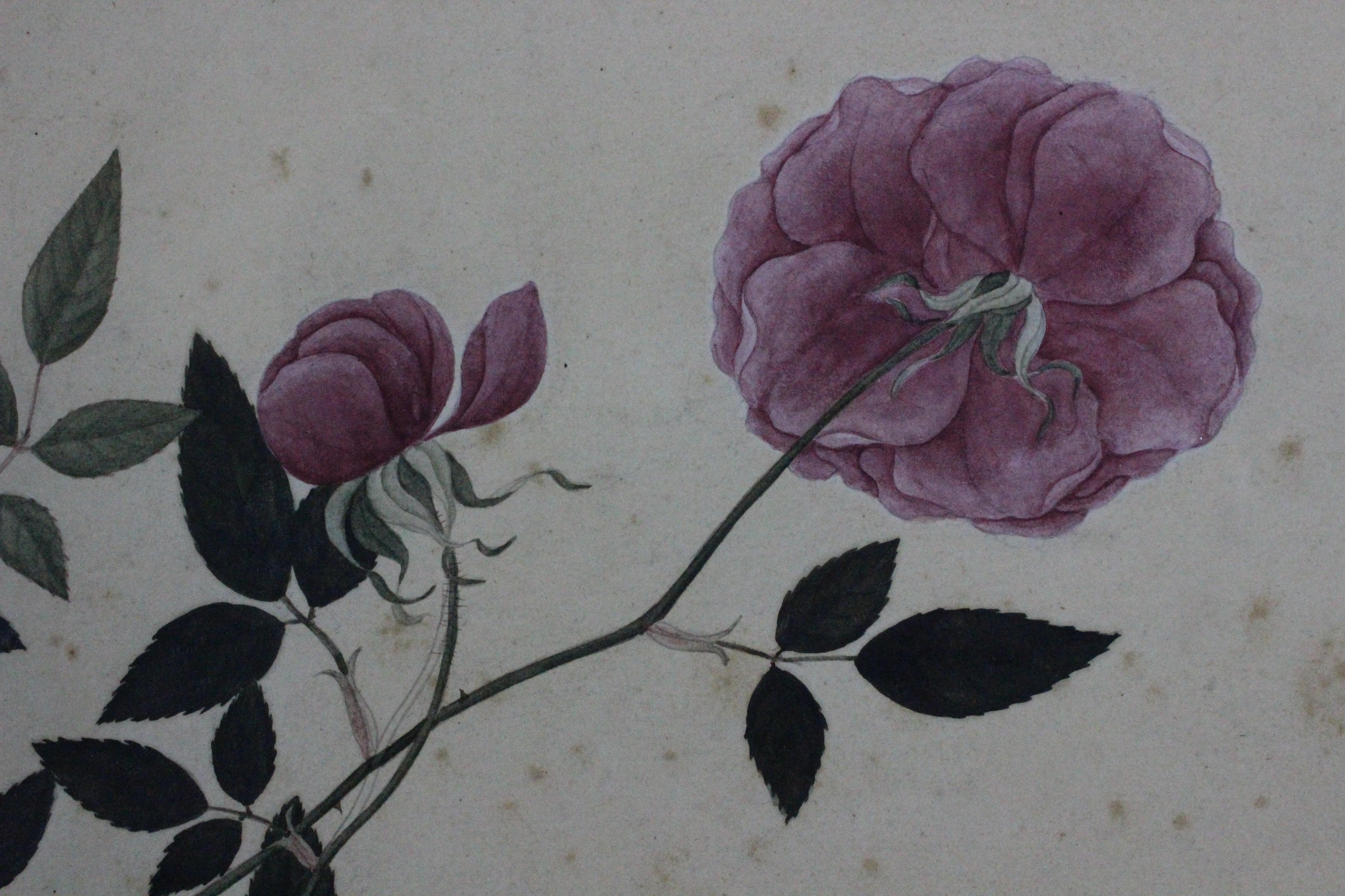 Charming 19thC watercolour on Chinese rice paper depicting 'Red Camellia' roses signed (LL)

Art Sz: 14 3/8