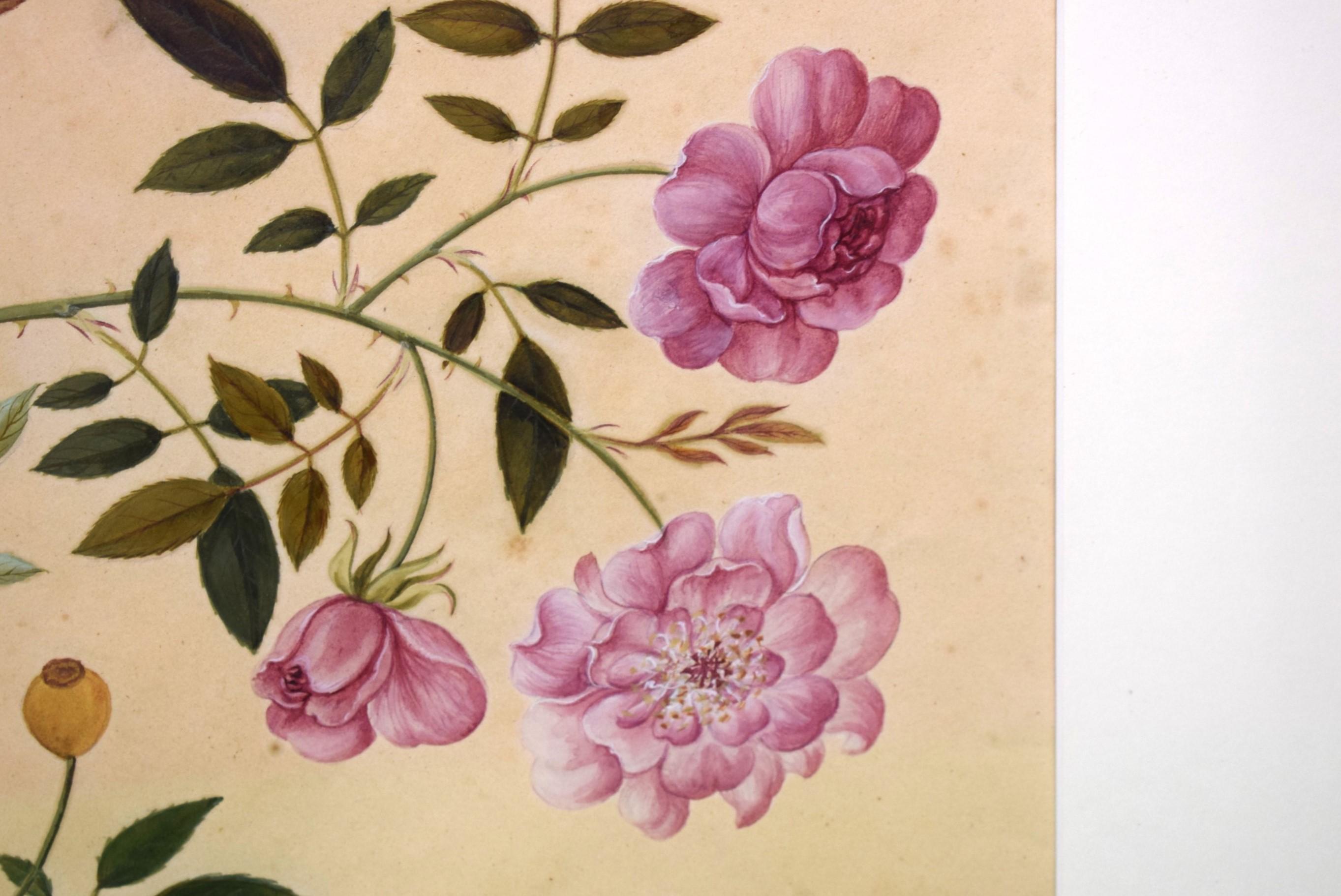 Monthly Rose Chinese Hand-Watercolour 19thc Painting For Sale 1