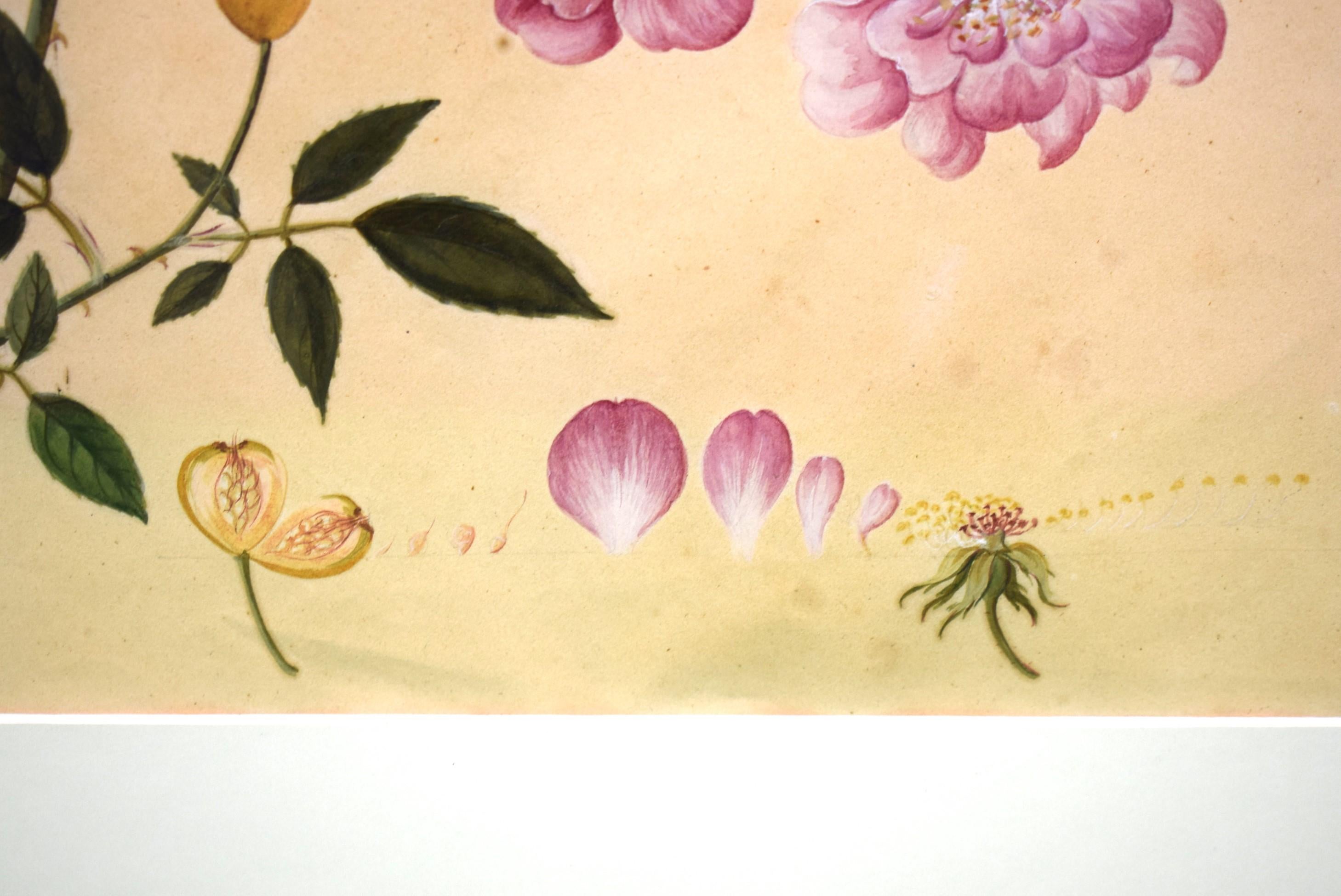 Monthly Rose Chinese Hand-Watercolour 19thc Painting For Sale 2