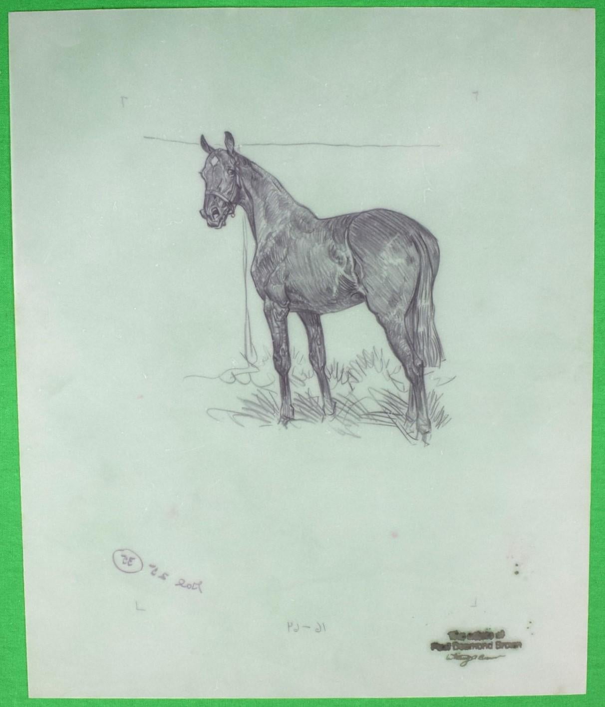 Paul Brown Polo Pencil On Acetate Drawing #15 For Sale 2