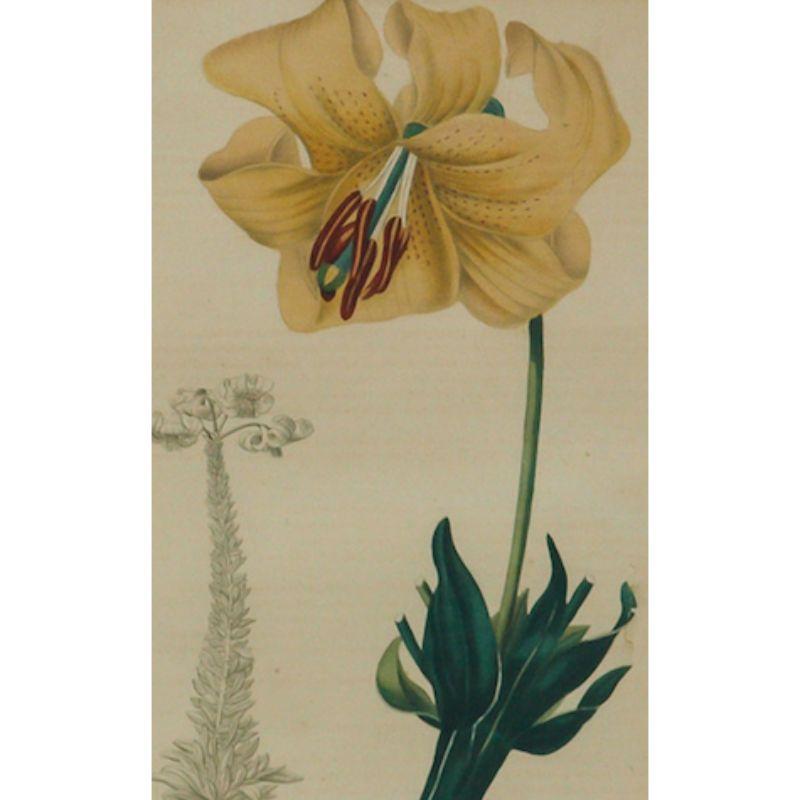 Charming decoupage hand-coloured print of botanical orchid flower

Print Sz: 8 1/2