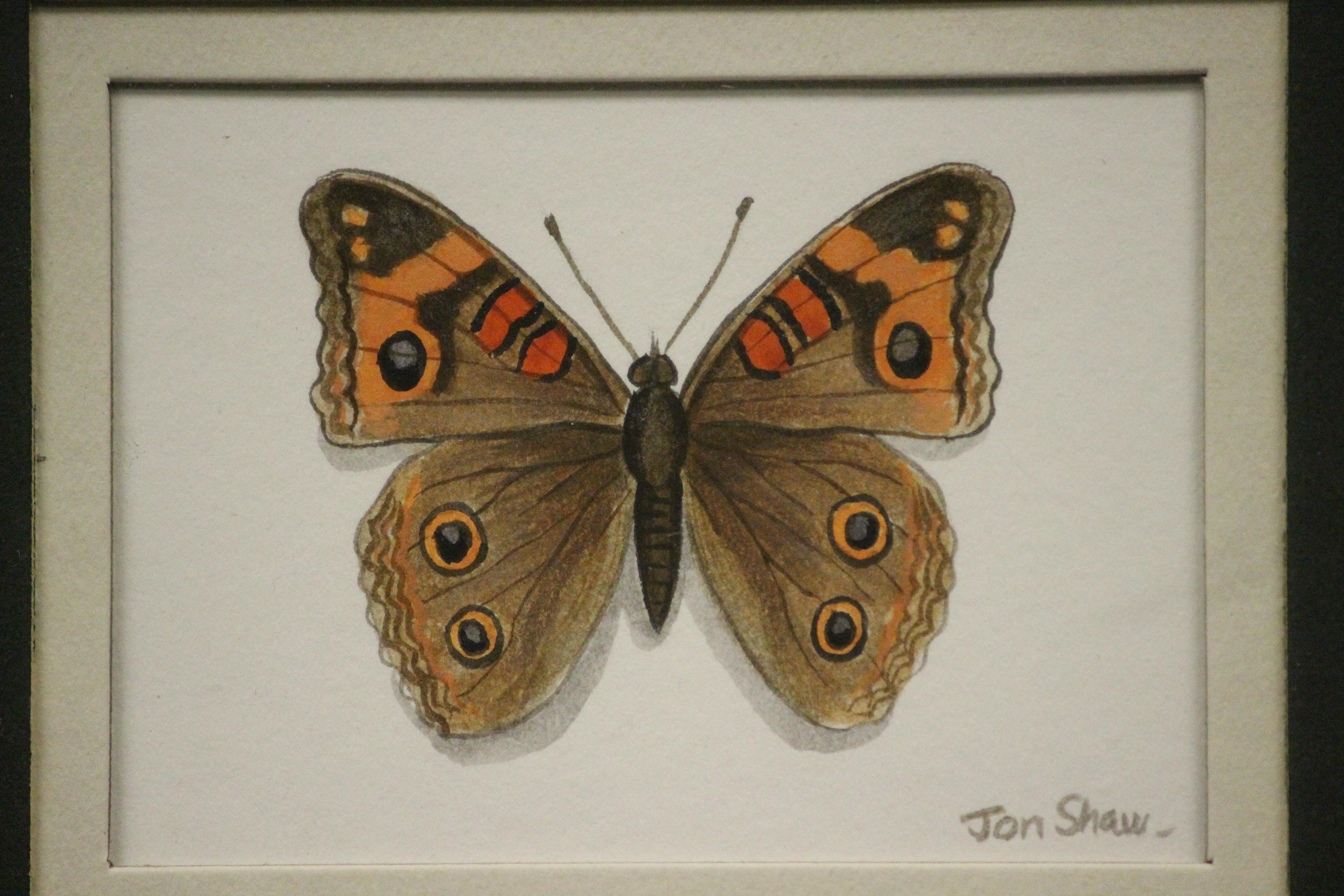 Quatre papillons Aquarelle de Jon Shaw en vente 1