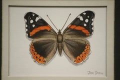 Four Butterflies Watercolour by Jon Shaw