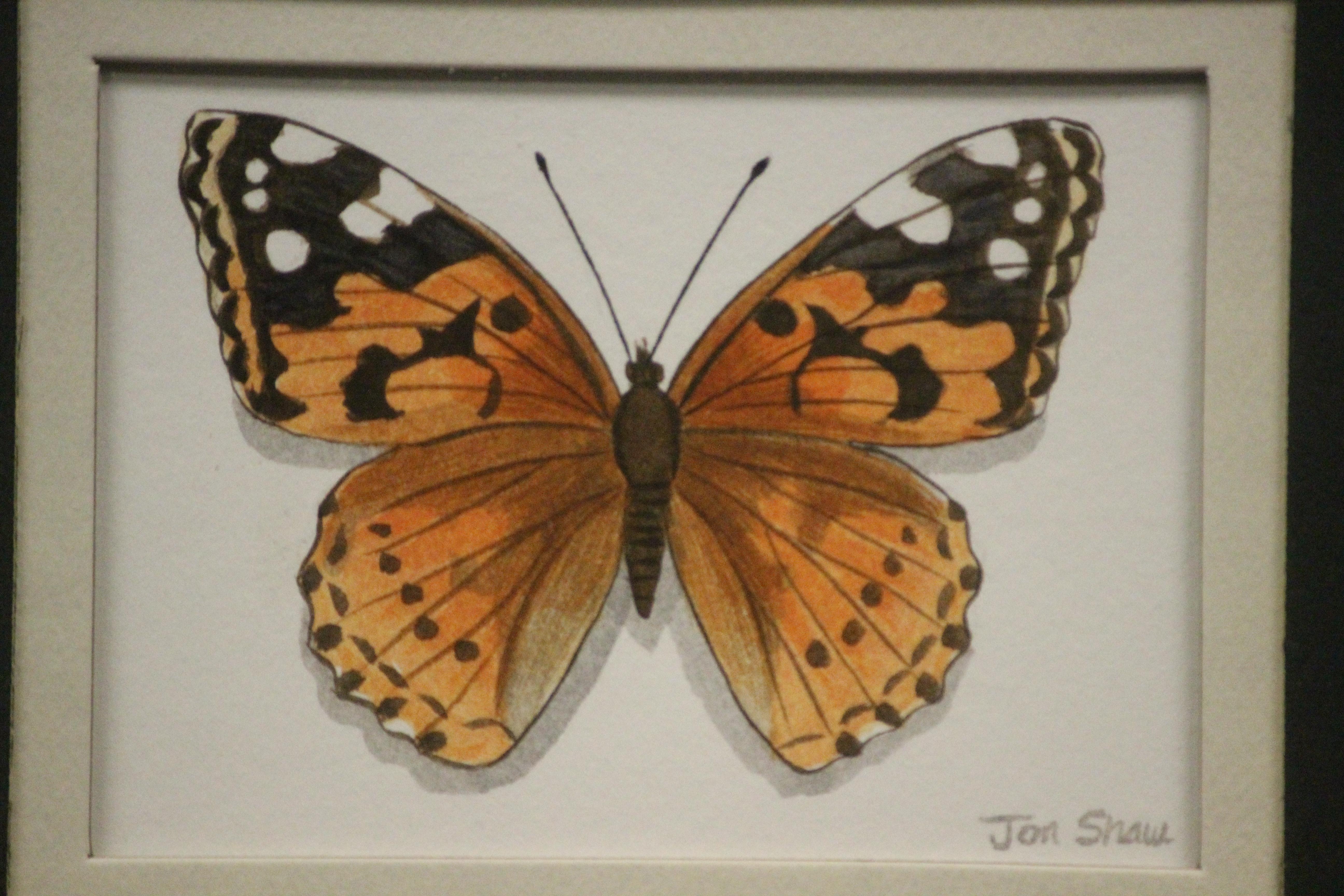 Four Butterflies Watercolour by Jon Shaw For Sale 1