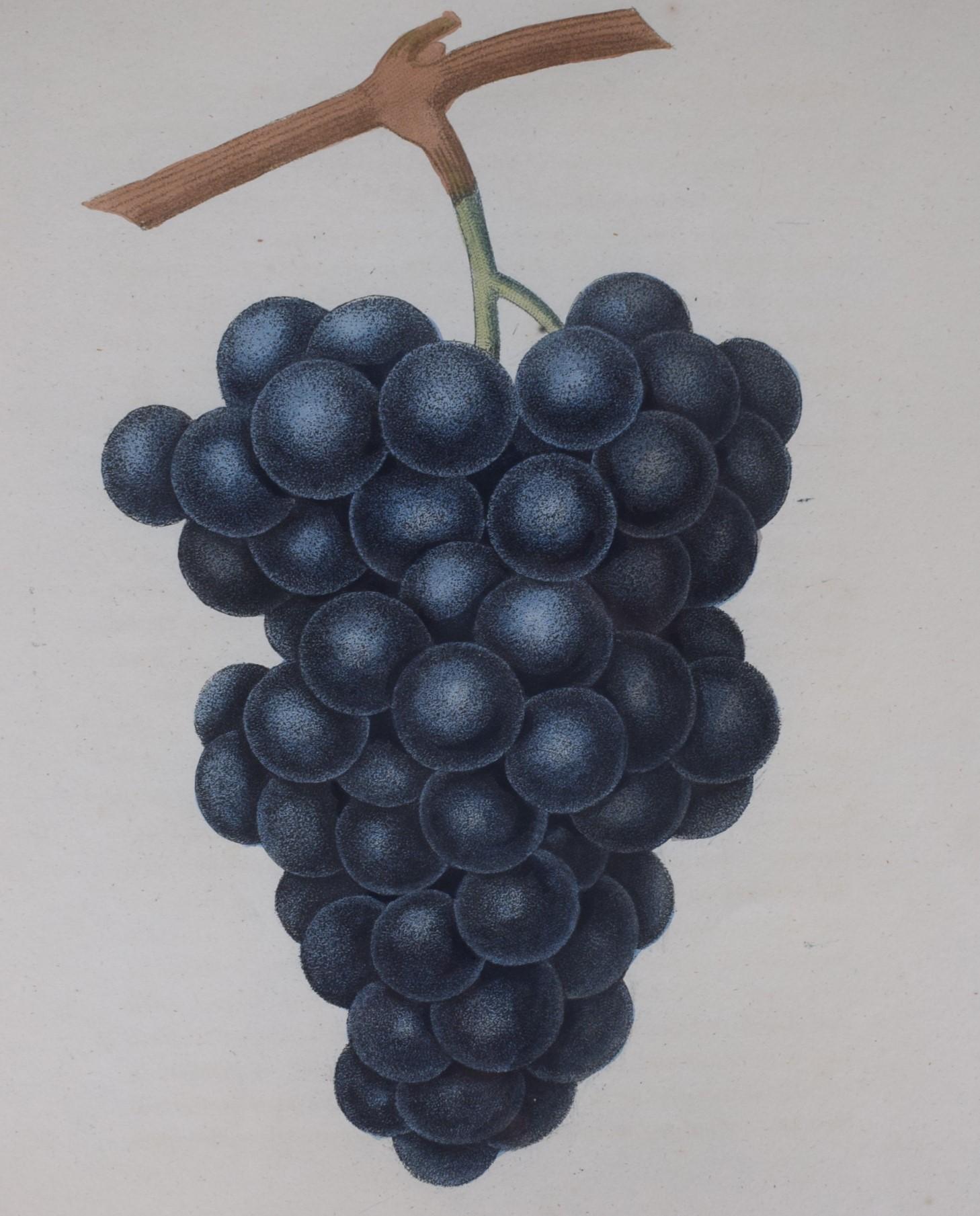 George Brookshaw (1751-1823), Blue Muscadine Grape, PL XXXVIII For Sale 1