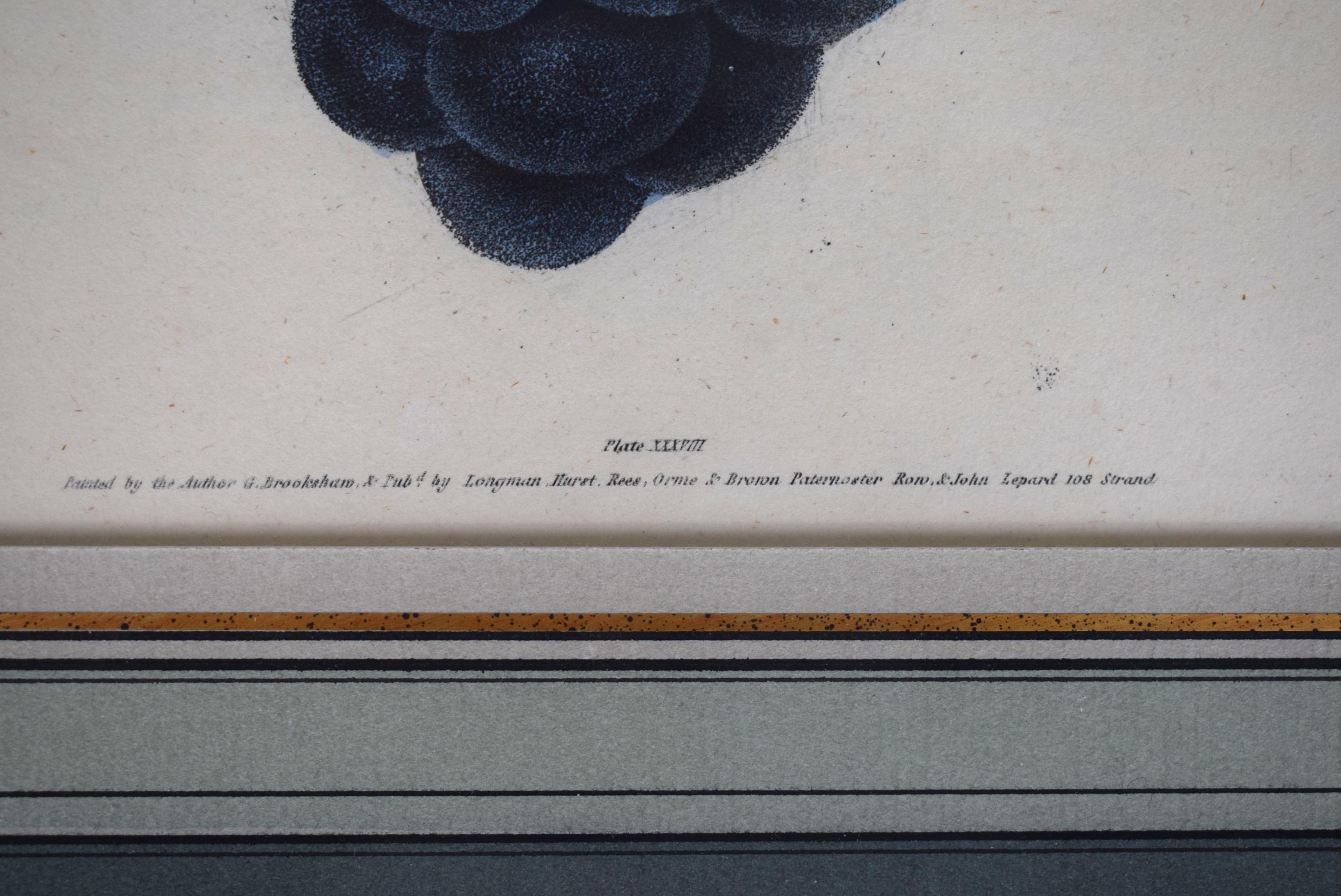 George Brookshaw (1751-1823), Blue Muscadine Grape, PL XXXVIII For Sale 2