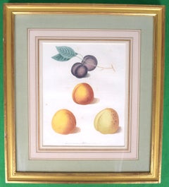 Antique George Brookshaw (1751-1823), Black Apricot; Breda Apricot; Brussels Moor Park A