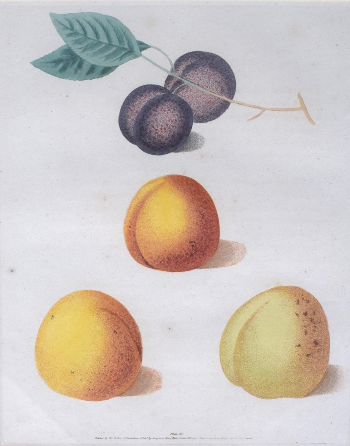 George Brookshaw (1751-1823), Black Apricot; Breda Apricot; Brussels Moor Park A For Sale 1