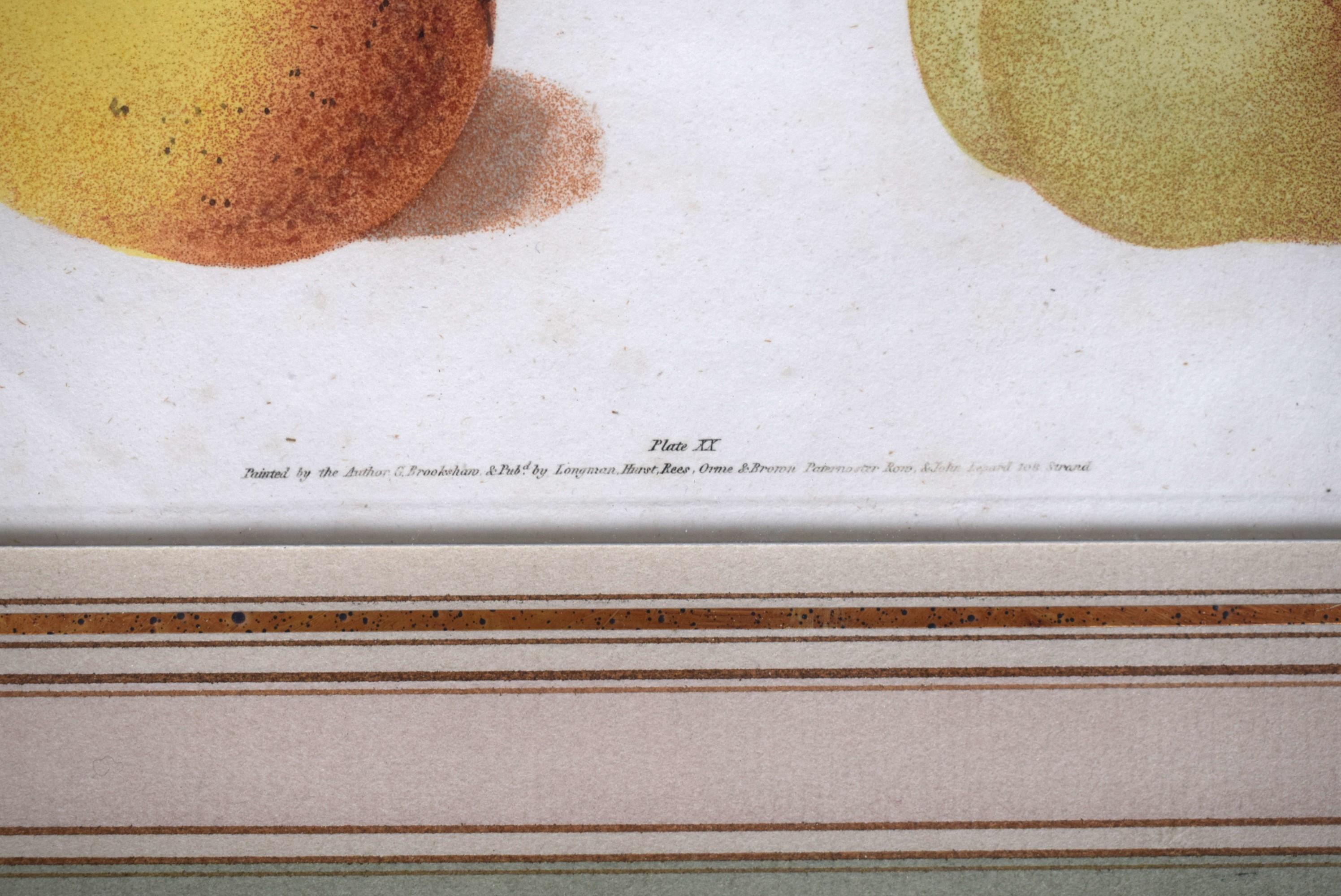 George Brookshaw (1751-1823), Black Apricot; Breda Apricot; Brussels Moor Park A For Sale 2