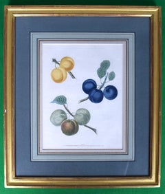 George Brookshaw (1751-1823), grappe de fruits, PL XII