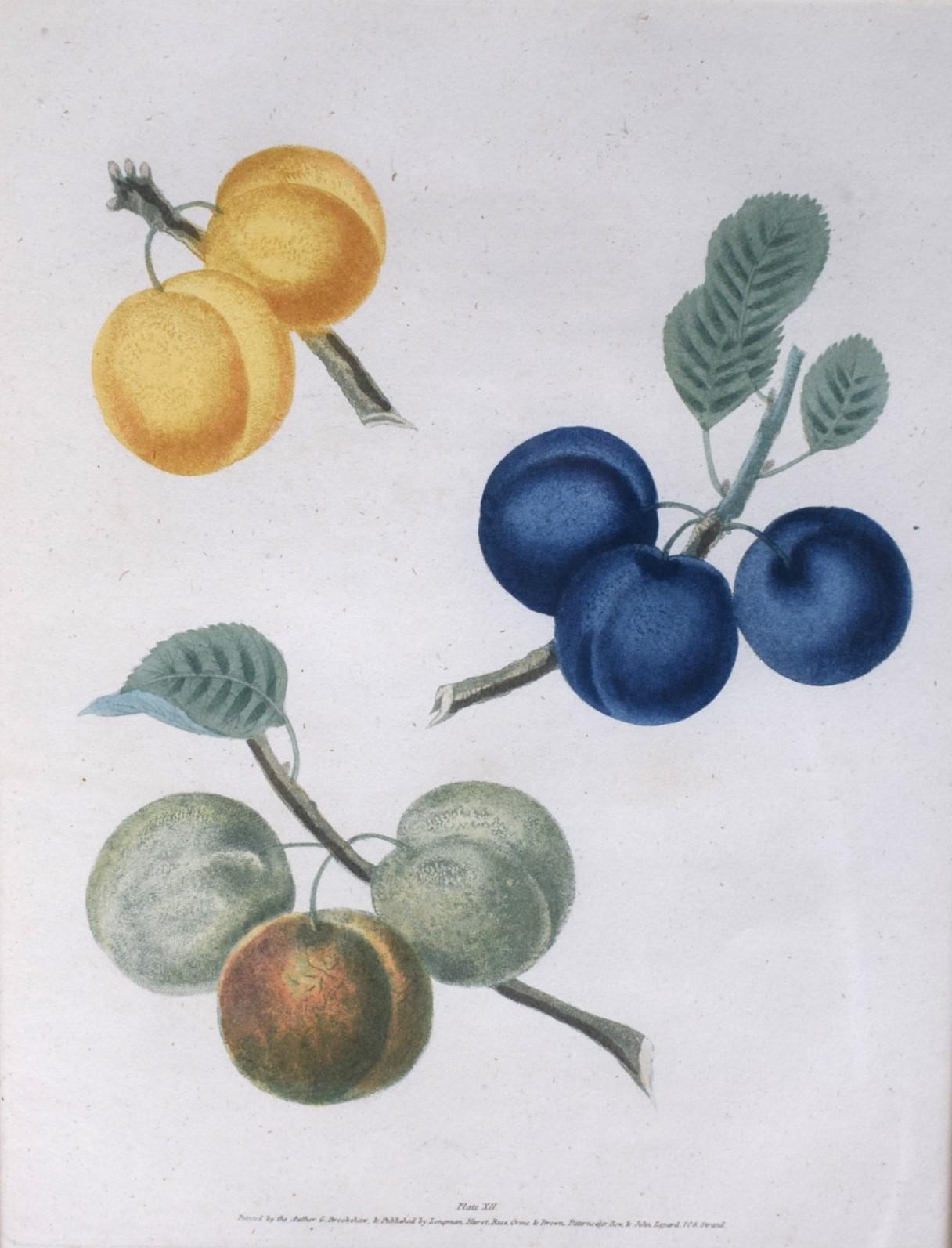 Obst-Cluster von George Brookshaw (1751-1823), PL XII im Angebot 1