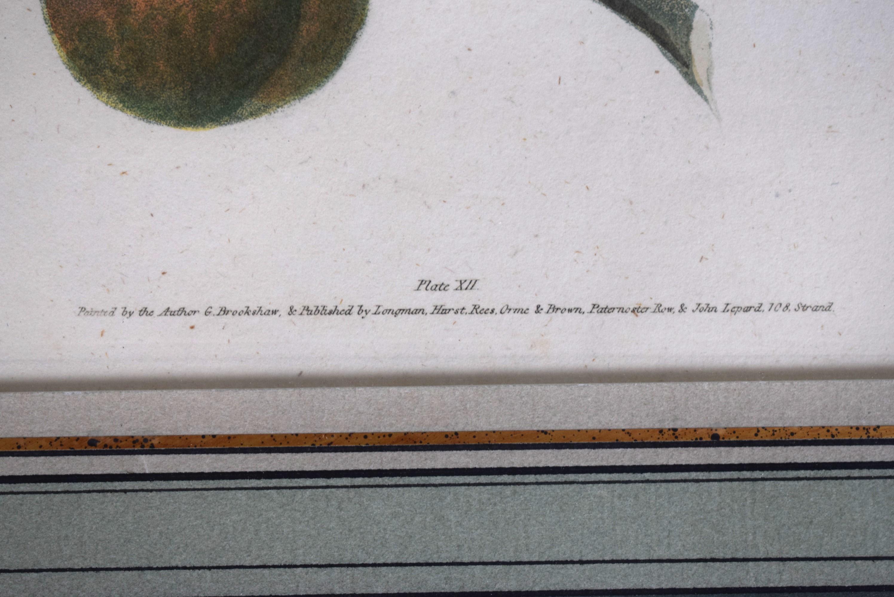 Obst-Cluster von George Brookshaw (1751-1823), PL XII im Angebot 2
