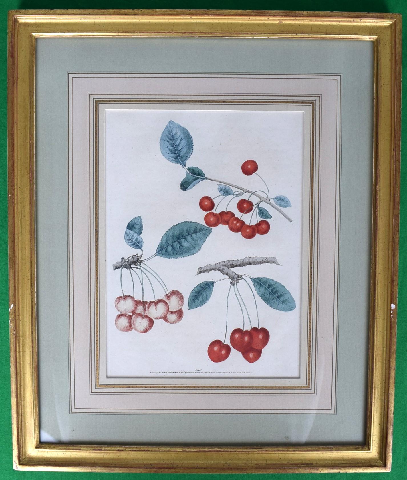 Print Sz: 11 1/2"H x 9 1/2"W

Frame Sz: 19 1/4"H x 16 3/4"W

Publisher: Longman, Hurst, Rees, Orme & Brown

Plate V

George Brookshaw, also known as G. Brown, was a notable English painter and illustrator from London. His early career was spent as a