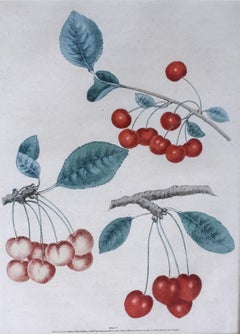 George Brookshaw (1751-1823), Cherry Cluster, PL V