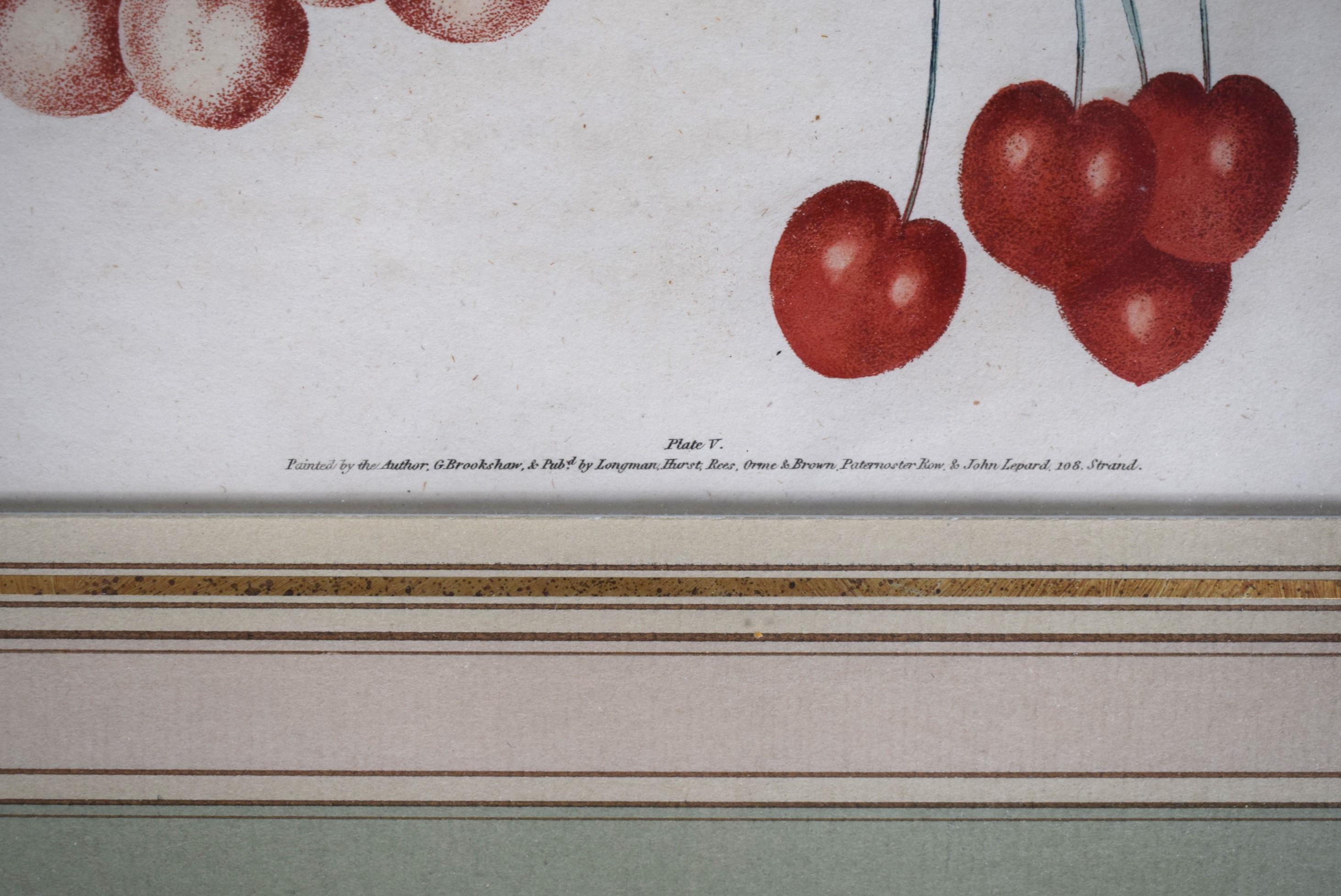 George Brookshaw (1751-1823), Cherry Cluster, PL V For Sale 2