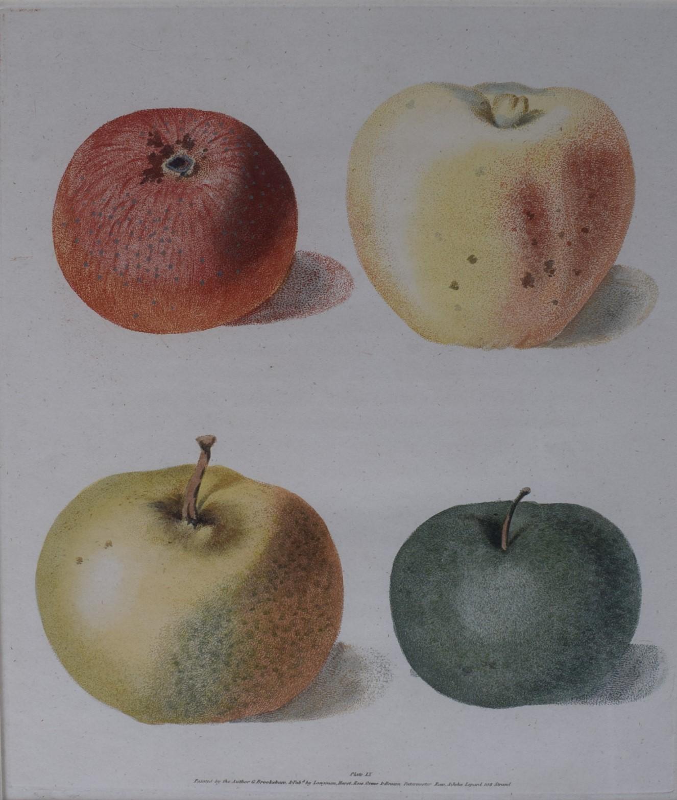 George Brookshaw (1751-1823), Apple Cluster, PL LX For Sale 1