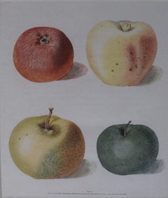 George Brookshaw (1751-1823), Apple Cluster, PL LX