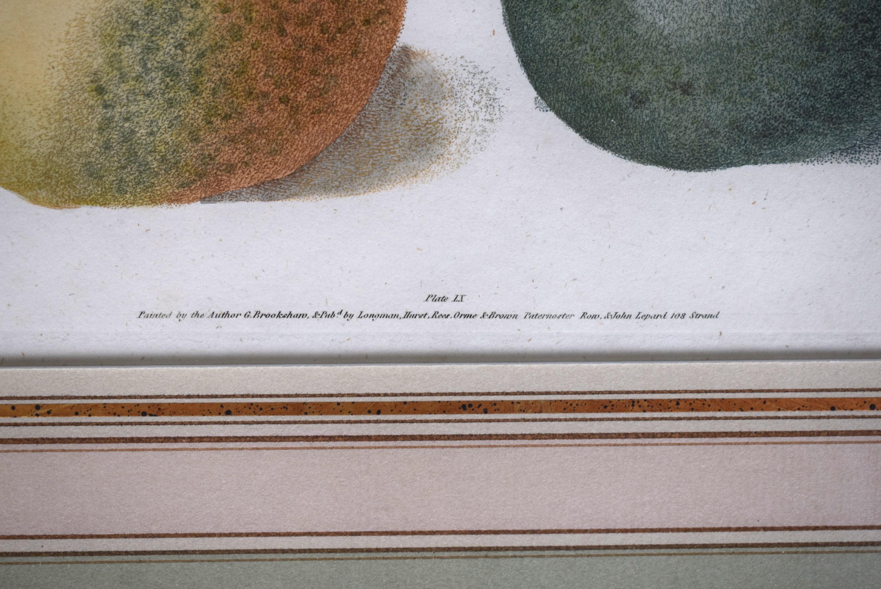 George Brookshaw (1751-1823), Apple Cluster, PL LX For Sale 2