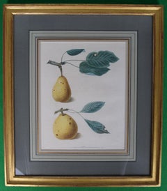 Antique George Brookshaw (1751-1823), Pear Cluster, PL XLIX