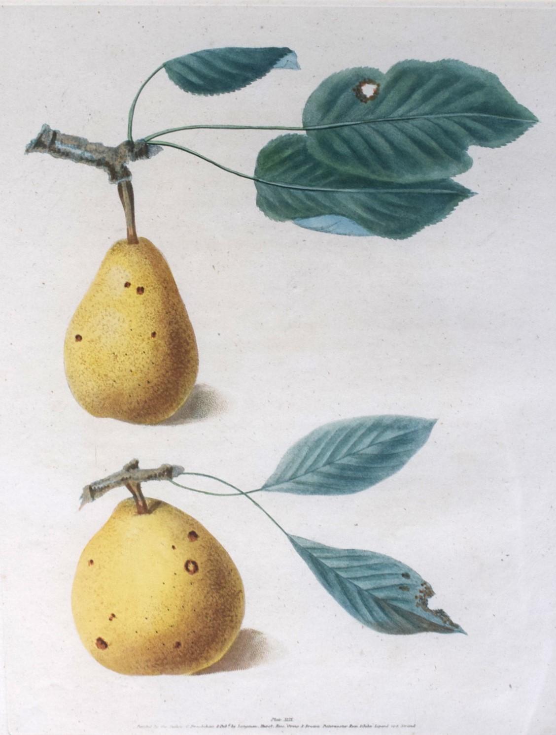 George Brookshaw (1751-1823), Pear Cluster, PL XLIX For Sale 1